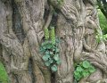 Ivy and Umbilicus on tree